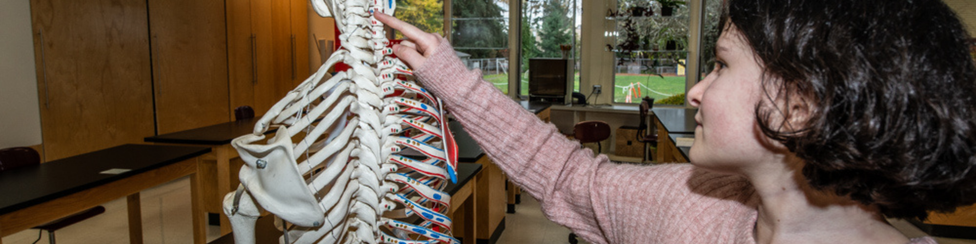 female student examining human skeleton