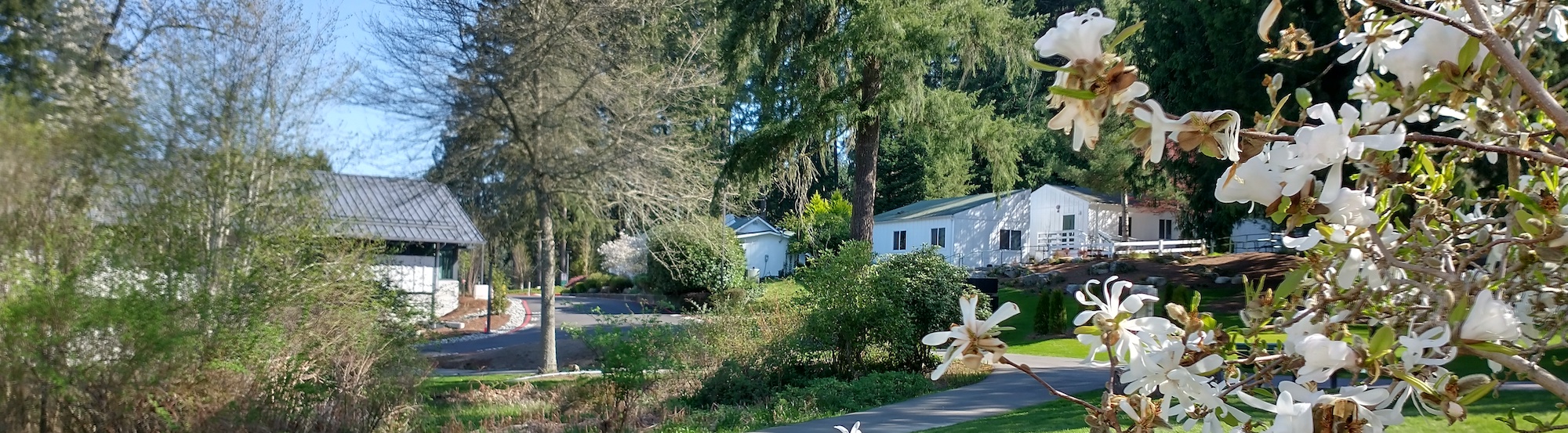 campus building and trees