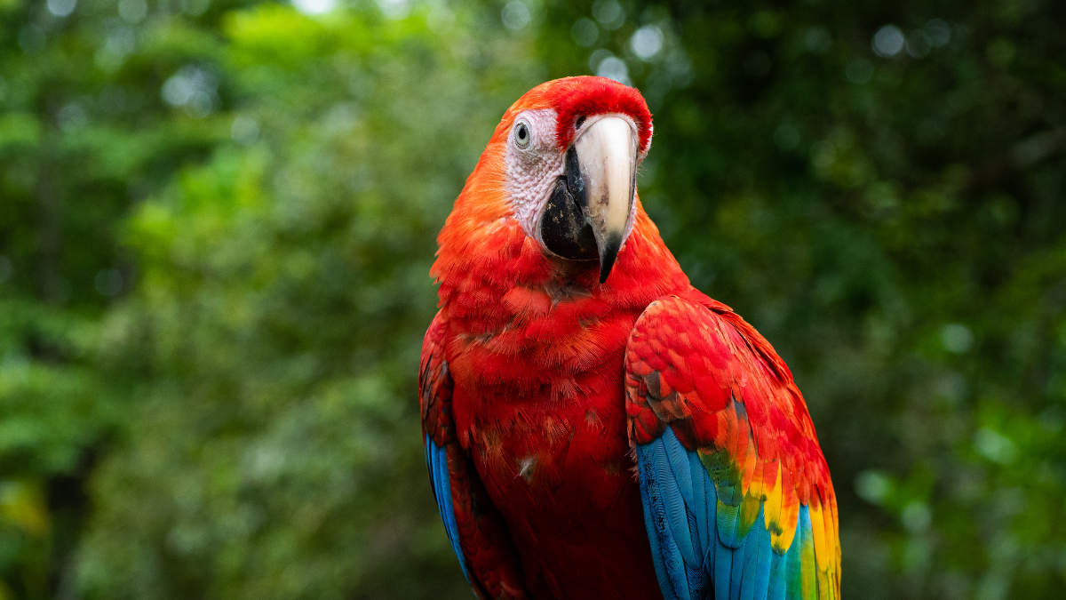 Guacamayo