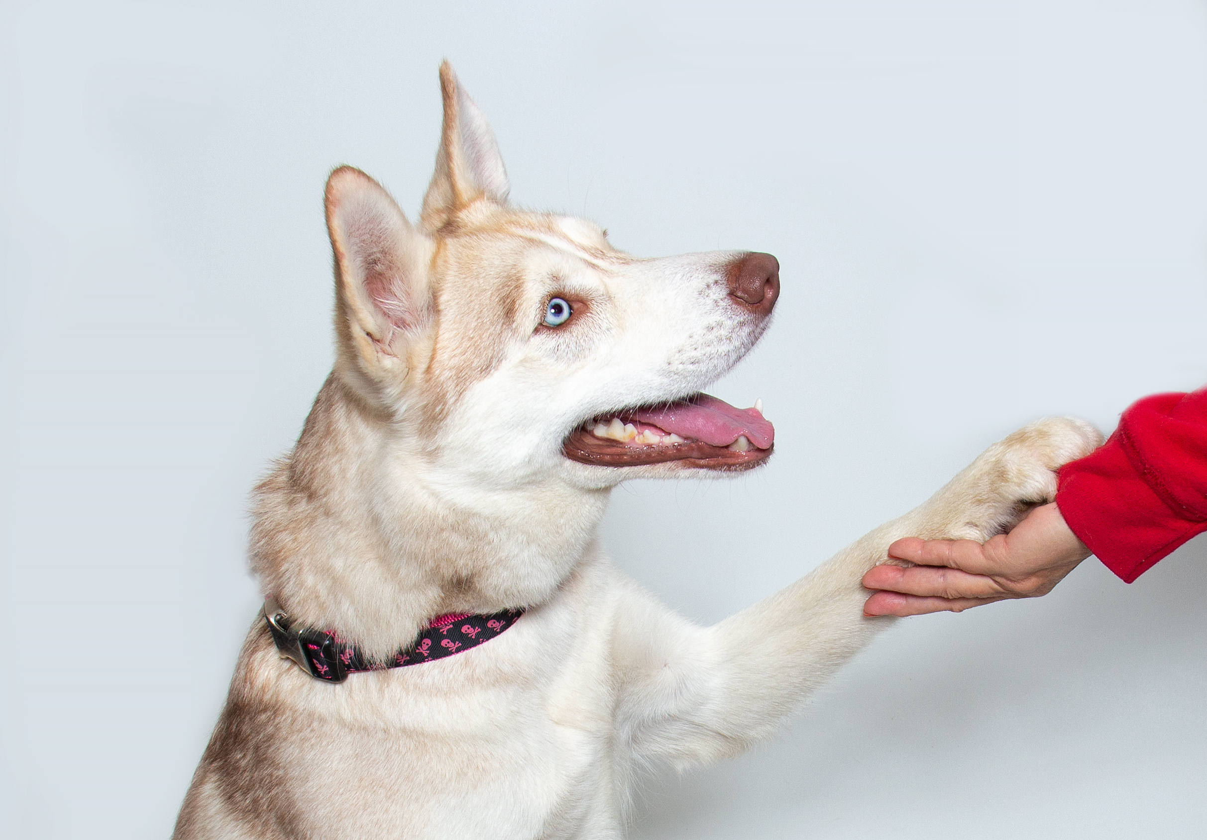 Animal Behavior & Training Library California Animal Welfare Association