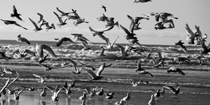 Black and white photograph of birds flying along a beach