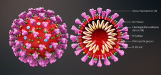 coronavirus