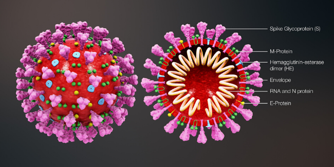 coronavirus
