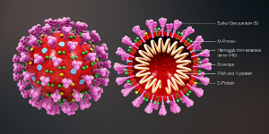 Illustration of Coronavirus