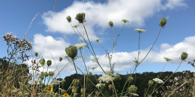 Photo of meadow with cow parsley in the foreground