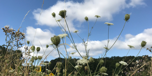 Photo of meadow with cow parsley in the foreground