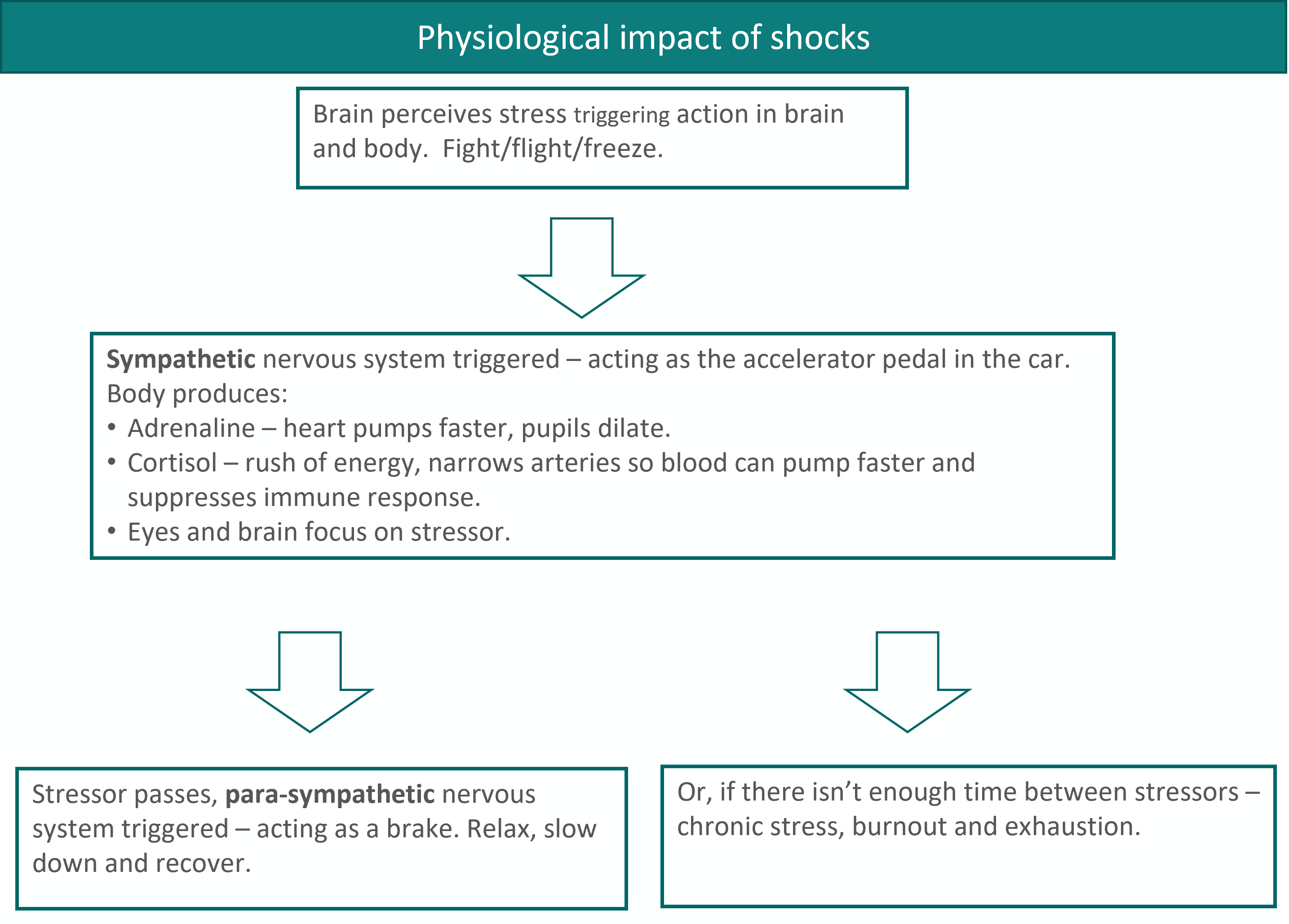 Physiological impact of shocks: This is a flow chart showing the physiological impact of shocks. Top of the chart: Text box: Brain perceives stress triggering action in brain and body. Fight/flight/freeze. Arrow pointing down to next level: Text Box: Sympathetic nervous system is triggered – acting as an accelerator pedal in the car. Body produces:  Adrenaline – heart pumps faster, pupils dilate. Cortisol – rush of energy, narrows arteries so blood can pump faster and suppresses immune response. Eyes and brain focus on stressor. There are two arrows pointing to two text boxes on the left and right hand side of the next section of the flow chart representing two different options. Left side text box: Stressor passes, para-sympathetic nervous system triggered – acting as a brake. Relax, slow down and recover. Right side text box: Or, if there isn’t enough time between stressors – chronic stress, burnout and exhaustion.