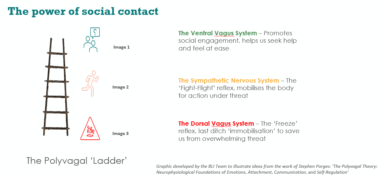 Polyvagal ladder. Represented by a ladder on left, with three icons rising from bottom to top. Icons are person slipping on ice, person running, people talking. They represent The dorsal vagus system: The freeze reflex, last ditch immobilisation to save us from overwhelming threat. The sympathetic nervouse system: the flight/fight reflex, mobilises the body for action under threat. The ventral vagus  system: Promotes social engagement, helps us seek help and feel at ease