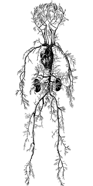 diagram of the nervous system