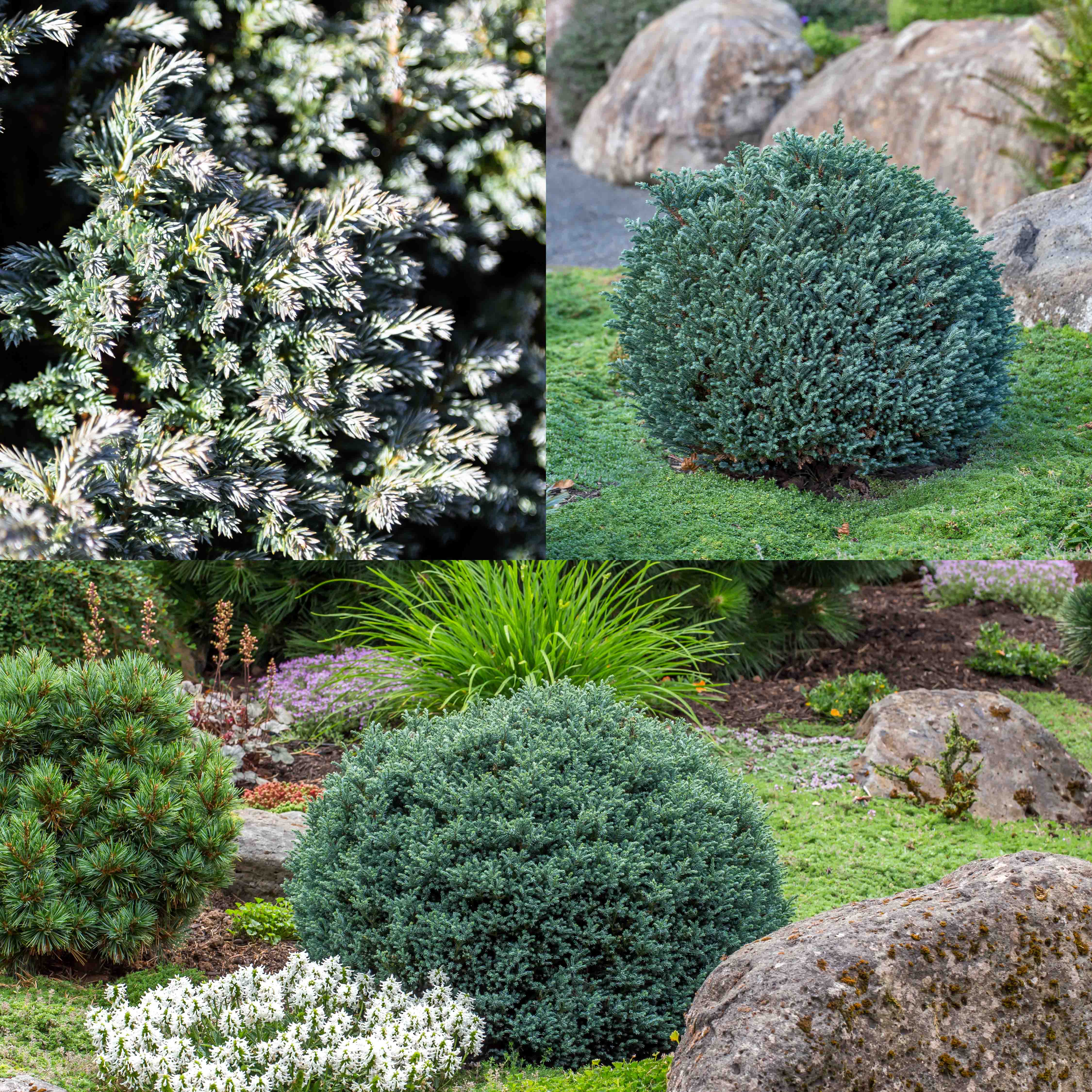 2027 Collectors' Conifer of the Year - American Conifer Society