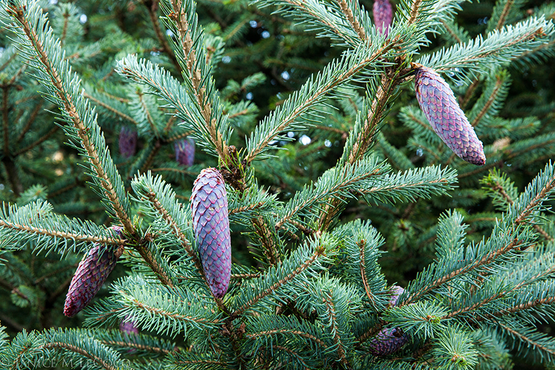 PINE CONE パープル ジーンズ サイズ 32 MADE IN U.S.A. Pine cone ヒッコリーデニムパンツ W36