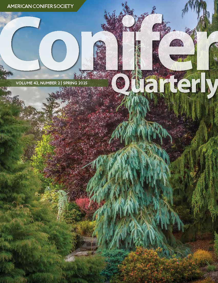 Conifer Quarterly Spring 2025