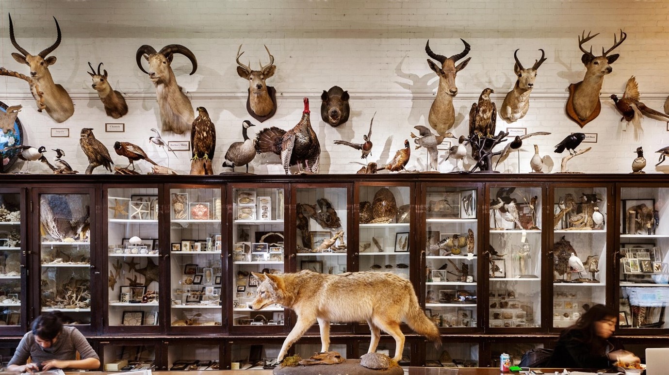RISD Osteology lab