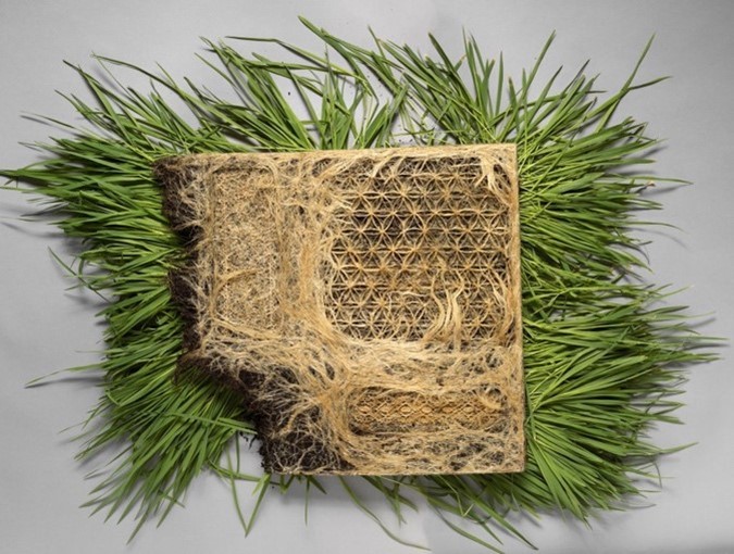 Woven roots by Diana Scherer