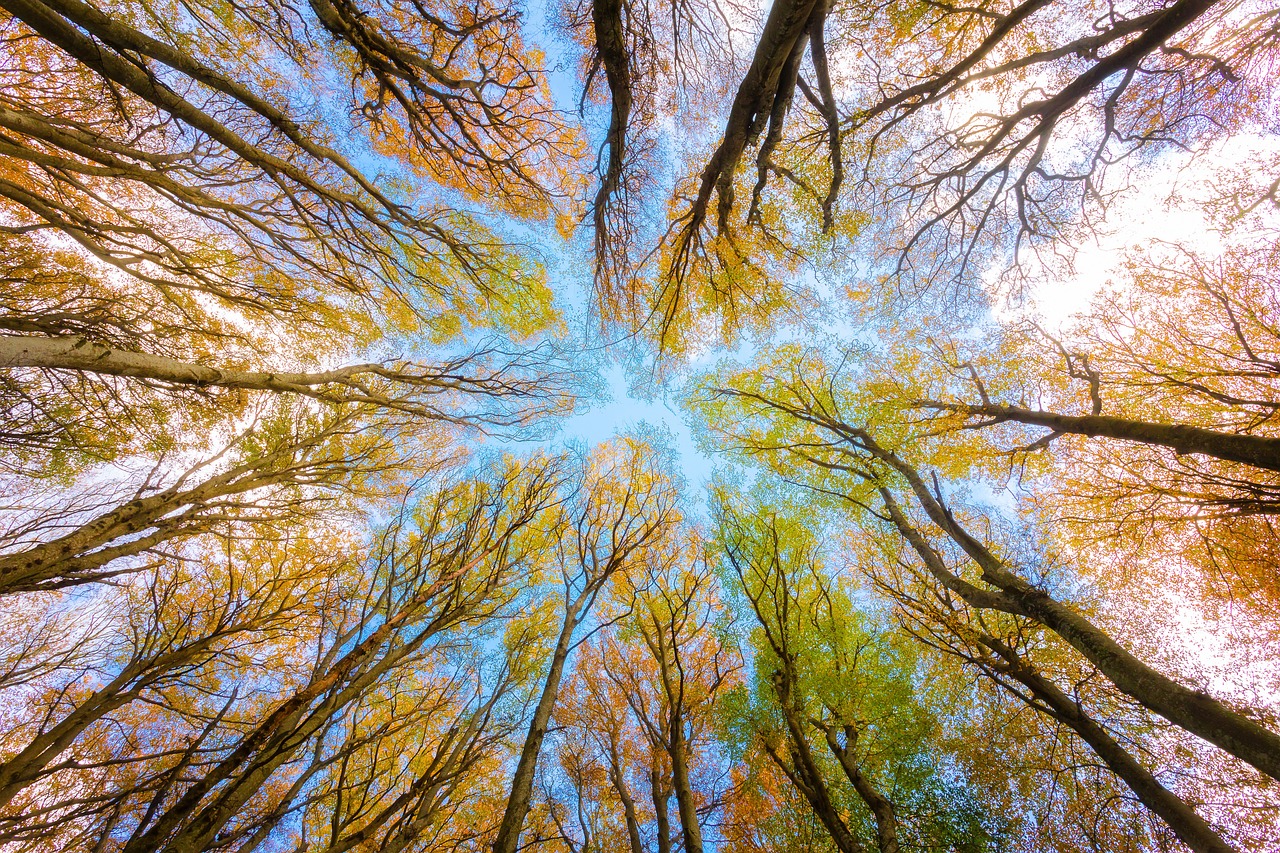 tree crowns reaching toward one another, shown from below