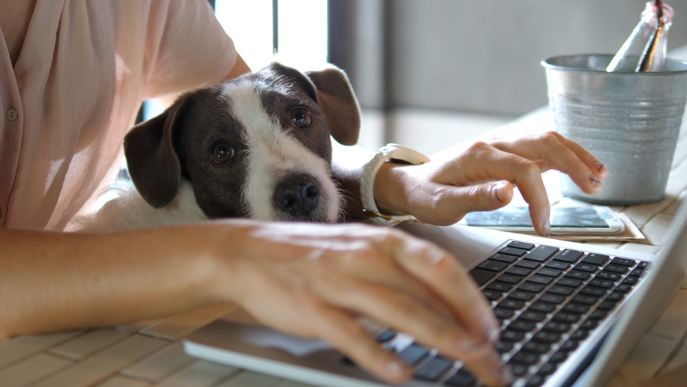 Pet Sitting on Owner Lap while Owner Using Computer