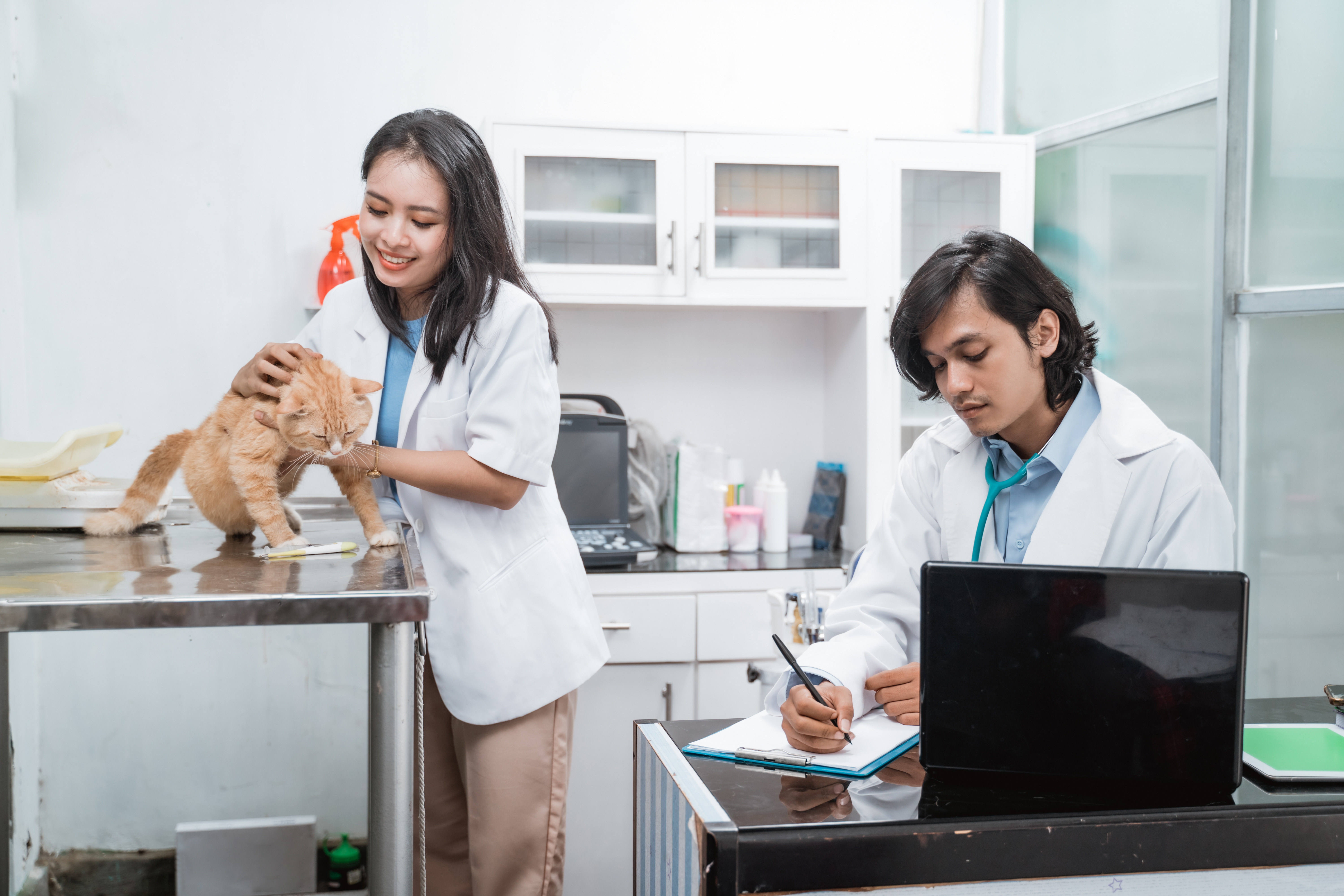 Certified Veterinary Assistant Program - Missouri Veterinary Medical  Association