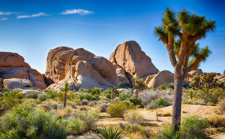 Joshua Tree National Park scenery