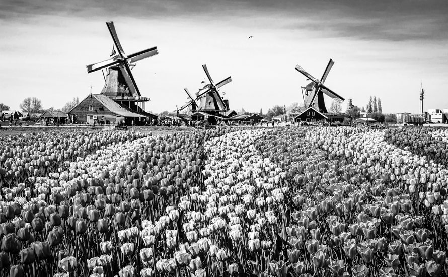Windmills and a tulip field near Amsterdam.