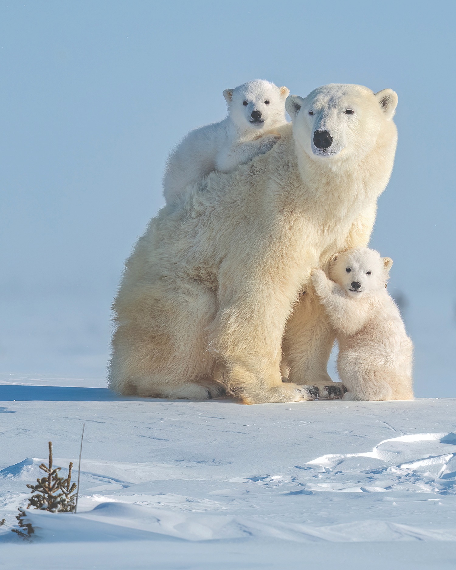 Descriptive Alt Text