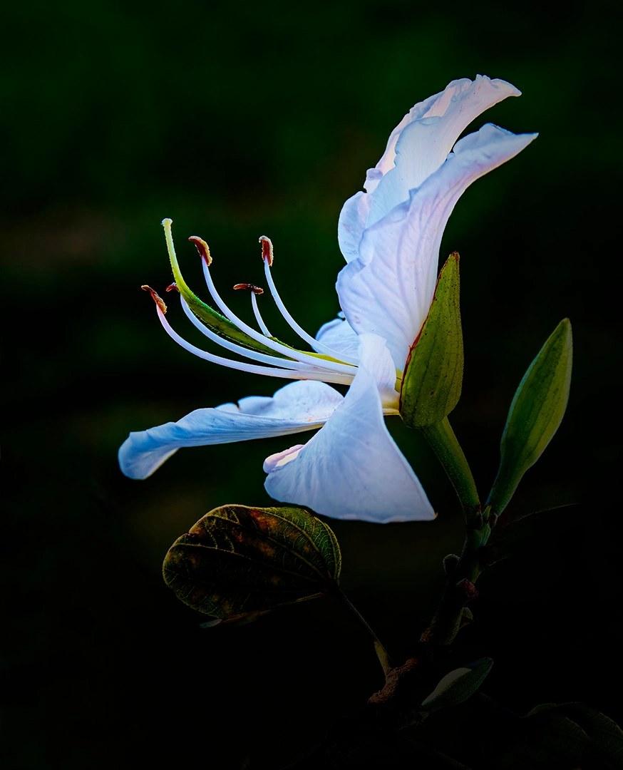 Pictorial Descriptive Alt Text