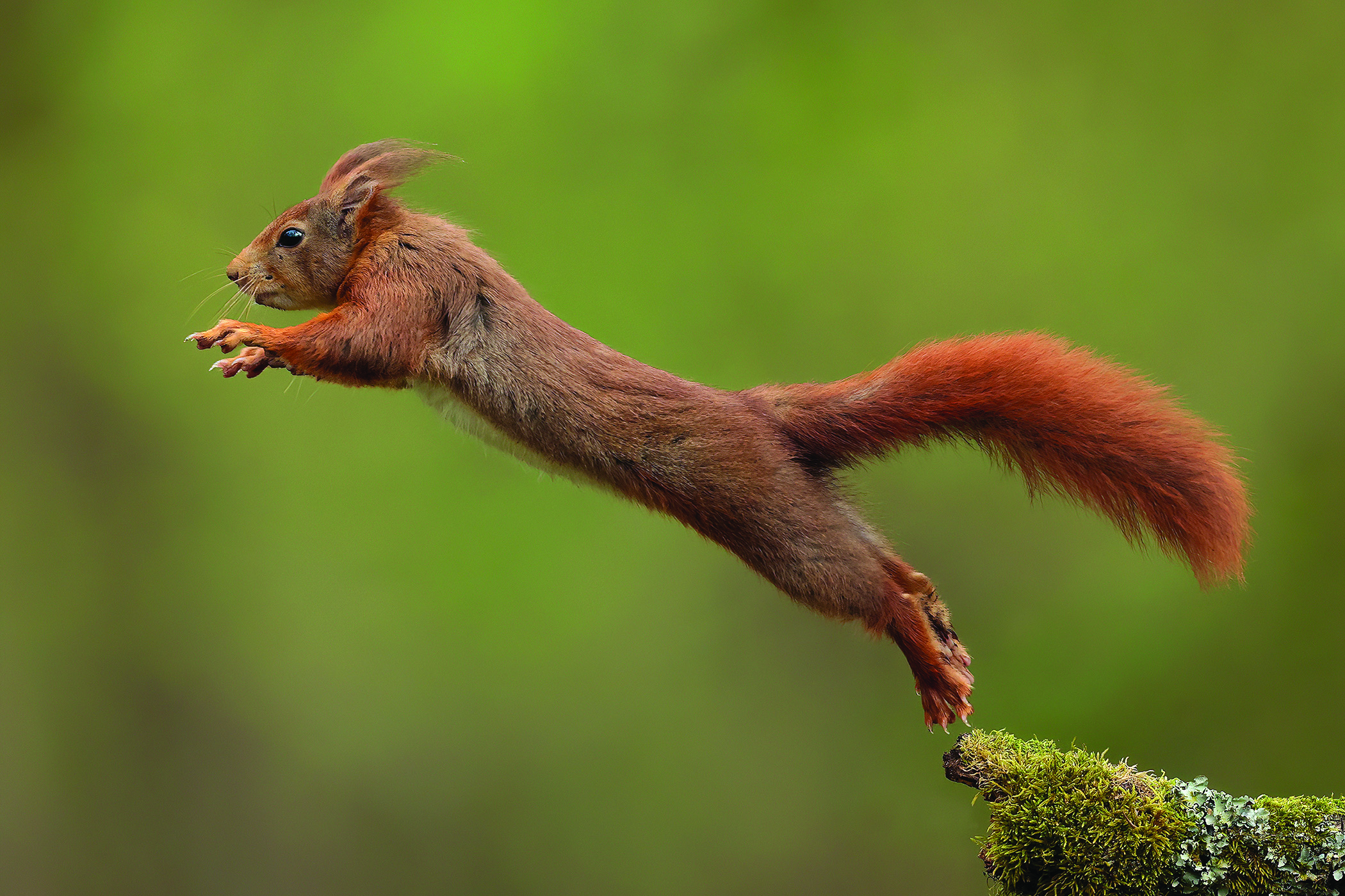 The Jump