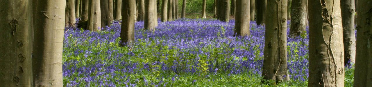 Bluebell Woodland