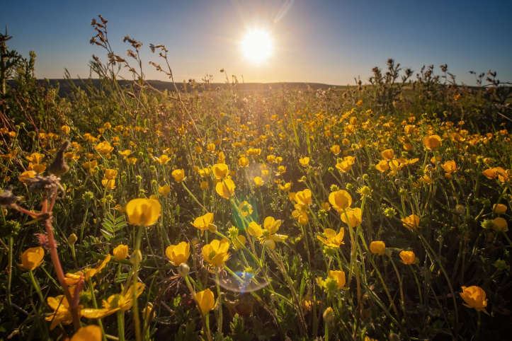 Wildflowers on the Downs