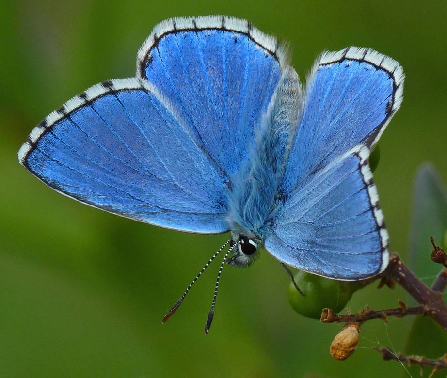 Adonis Blue Butterfly