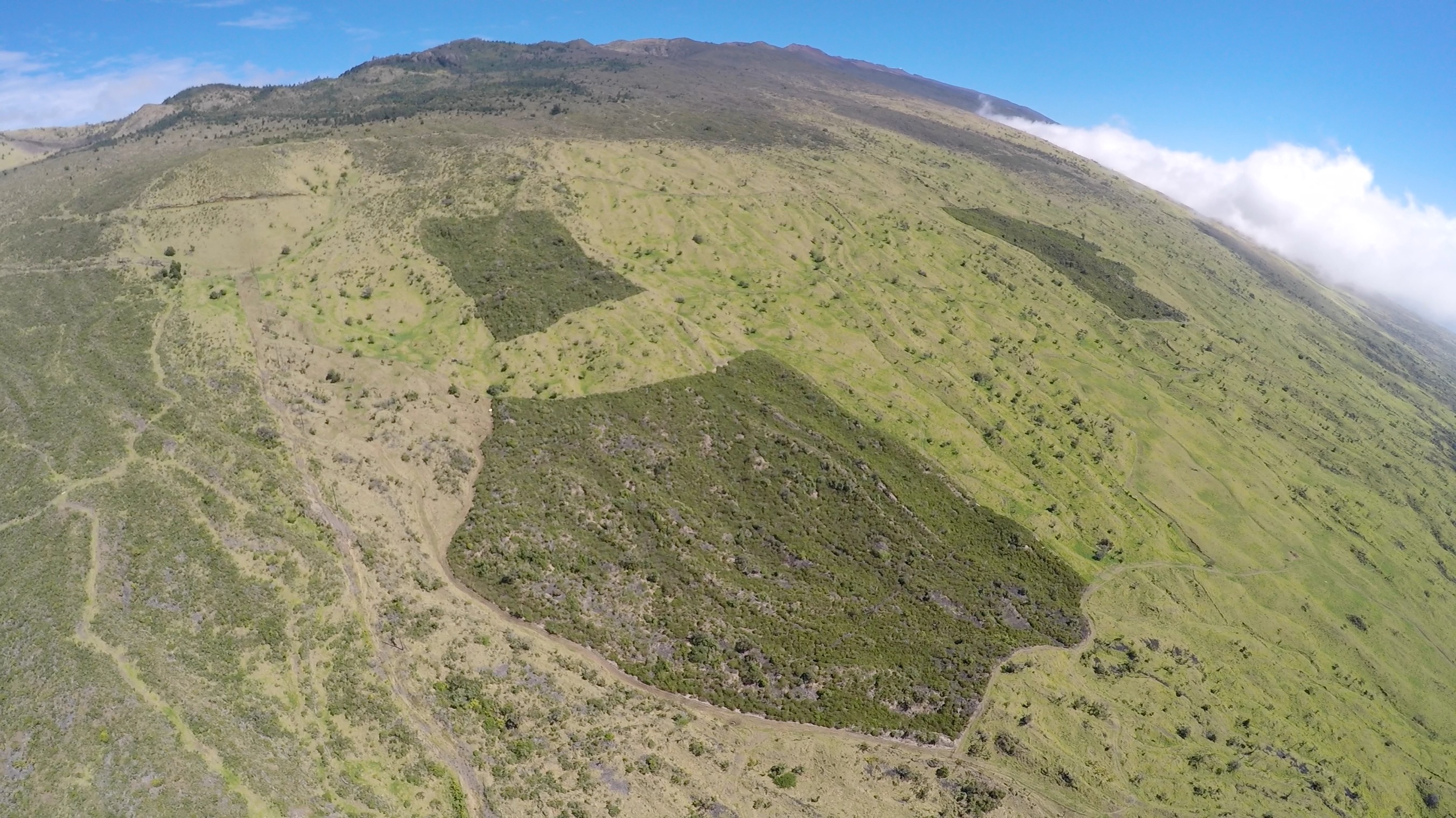 Drone view of three Auwahi fenced forest restoration areas, ca. 1,100-1,220 m (3,600-4,000 ft) elevation. Driven by fire and invasive species, diverse dry forest has been reduced on leeward Haleakalā volcano to 1-2% of former extents, transformed to pasture dominated by kikuyu grass (Cenchrus clandestinus). Auwahi forest restoration areas, shown here, range from 4-9 ha (10-23 acres) and are between 12-27 years since initiation, southwest Haleakalā volcano, Maui island, Hawai’i. After 15 years of forest restoration at Auwahi, the cover of native species increased dramatically from 10% to 98%, while cover of non-native species plummeted from 87% to 2% (https://www.auwahi.org/new-page-1).