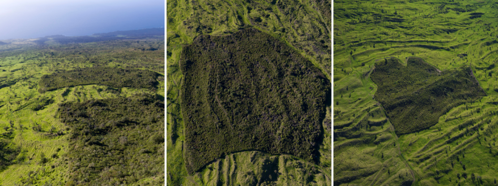 Left: Aerial view from above the first Auwahi forest restoration area, 4 ha (10 acres), initiated 27 years ago, looking downslope towards the second Auwahi forest restoration area, 9 ha (23 acres) and down to the coastline of southwest Haleakalā volcano, Maui island, Hawai’i. Middle: Auwahi forest restoration area II, 9 ha (23 acres), 19 years in progress, 1,100 m (3,600 ft) elevation, southwest Haleakalā volcano, Maui island, Hawai’i. Right: Auwahi forest restoration area III, 9 ha (23 acres), 12 years in progress, 1,160 m (3,800 ft) elevation, southwest Haleakalā volcano, Maui island, Hawai’i.